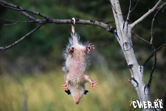 Animals in Action. Digital Stock Collection