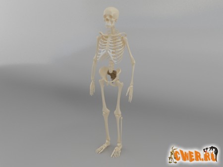 Скелет 3D Model