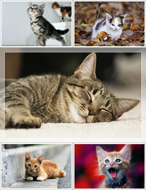 Wallpapers - Funny Cats Pack