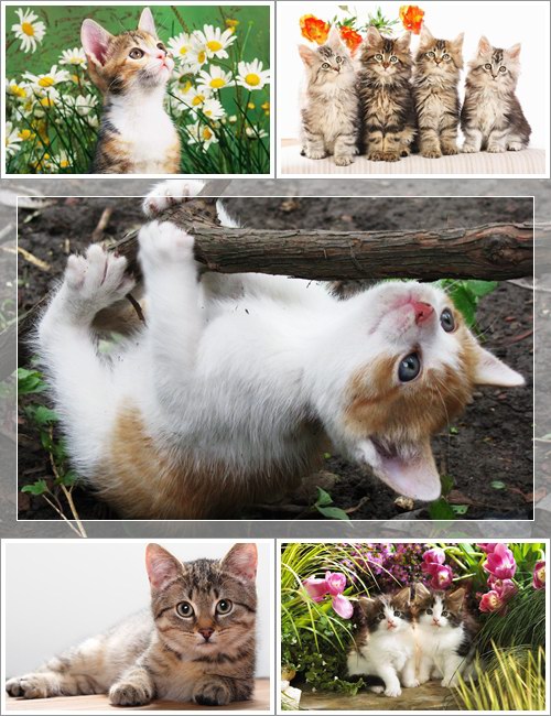 Wallpapers - Funny Cats Pack