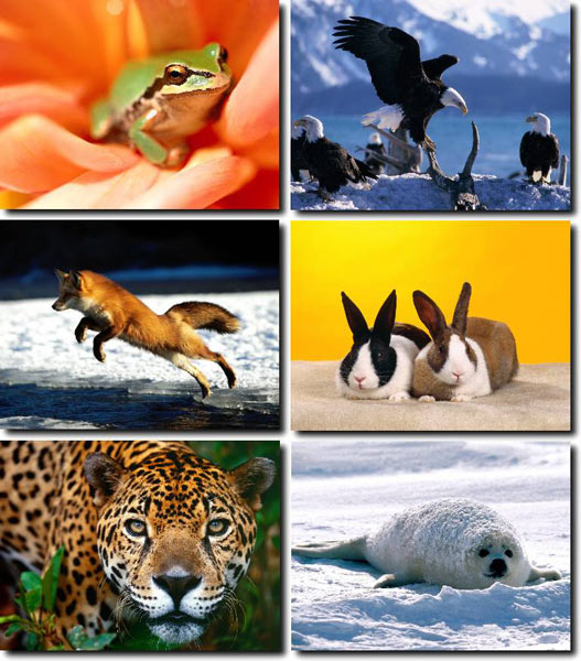 Animals Wallpapers