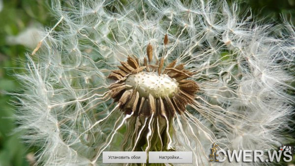 Galaxy Dandelion 3.0 LWP