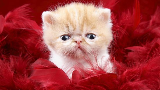 Beautiful Cats Full HD Wallpapers