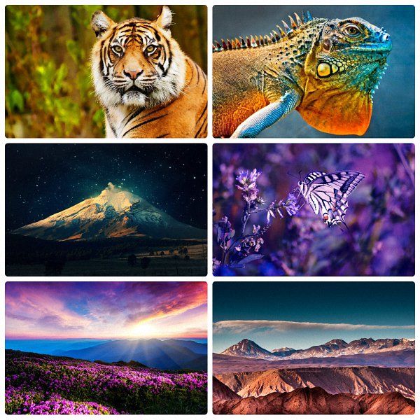 Beautiful Animals And Nature Pack 100