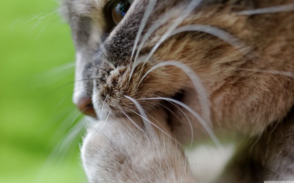 New Mixed HD Wallpapers Pack 160