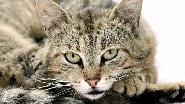 Best Mixed Wallpapers Pack #335-336