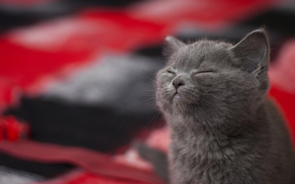 New Mixed HD Wallpapers Pack 171