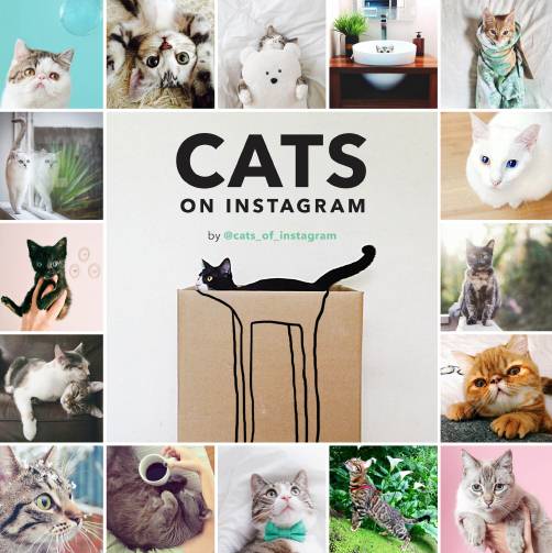 Cats on Instagram